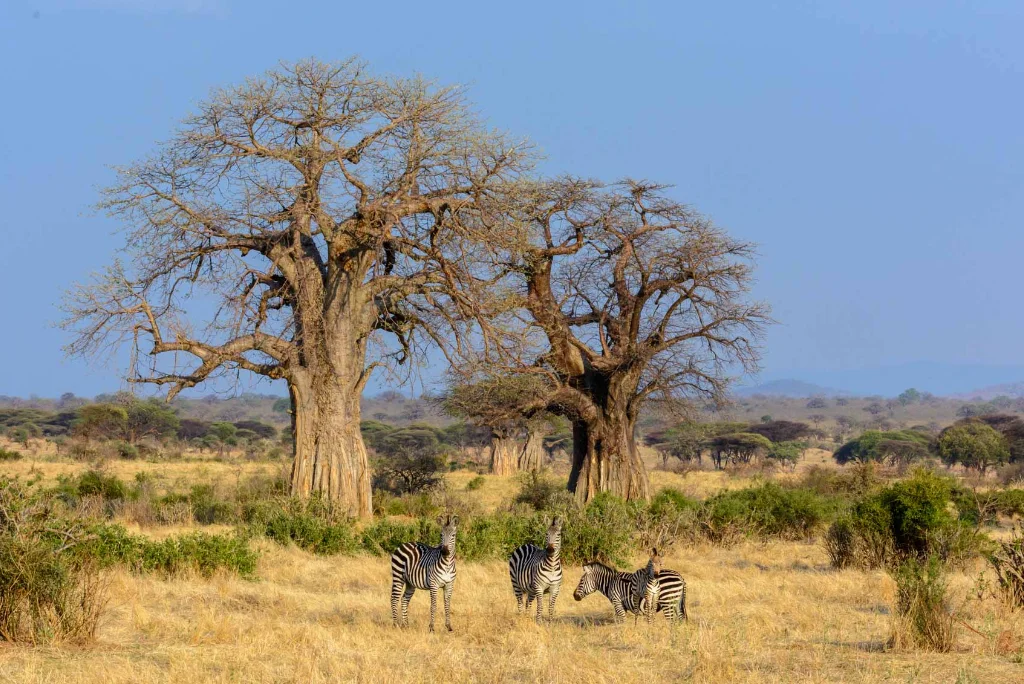 8-days-nyerere-ruaha-national-park-flying-safari5