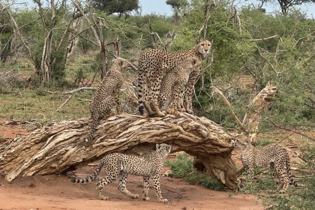8-days-nyerere-ruaha-national-park-flying-safari6