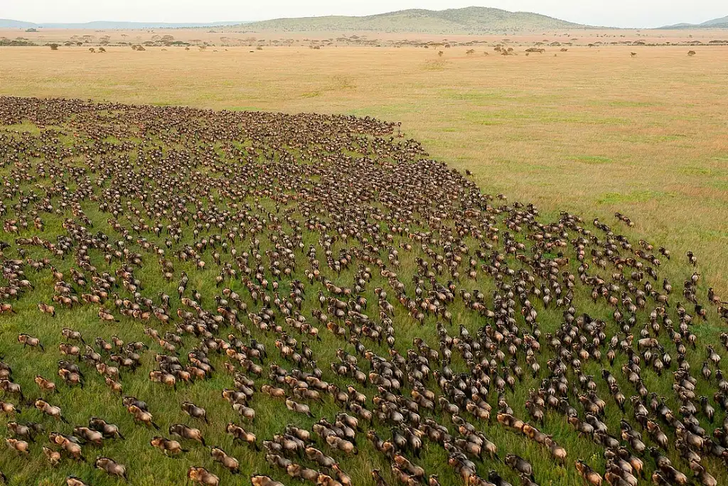 Tanzania Migration Safari Attractions