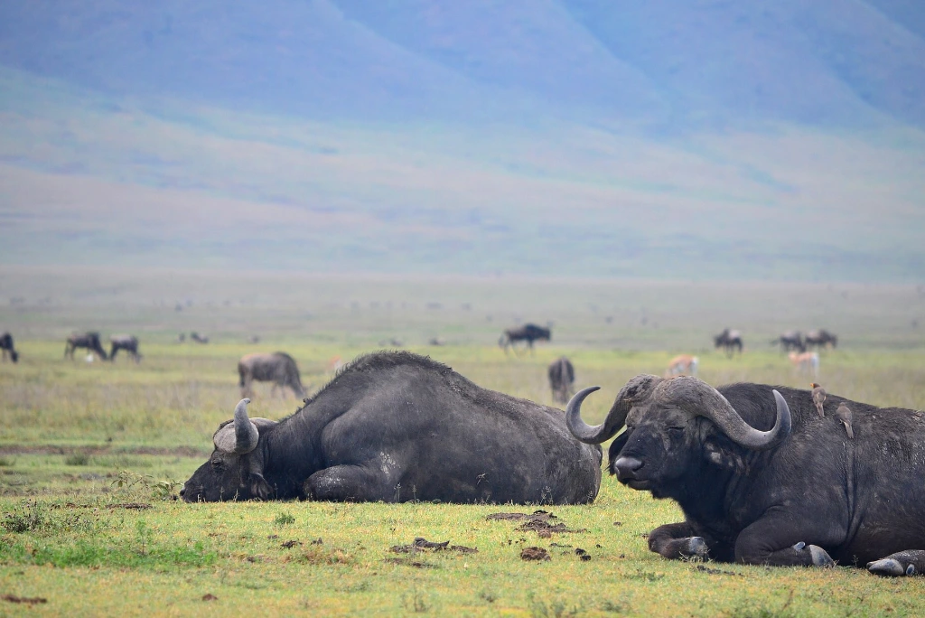 10-days-luxury-tanzania-grand-safari-9-1.webp