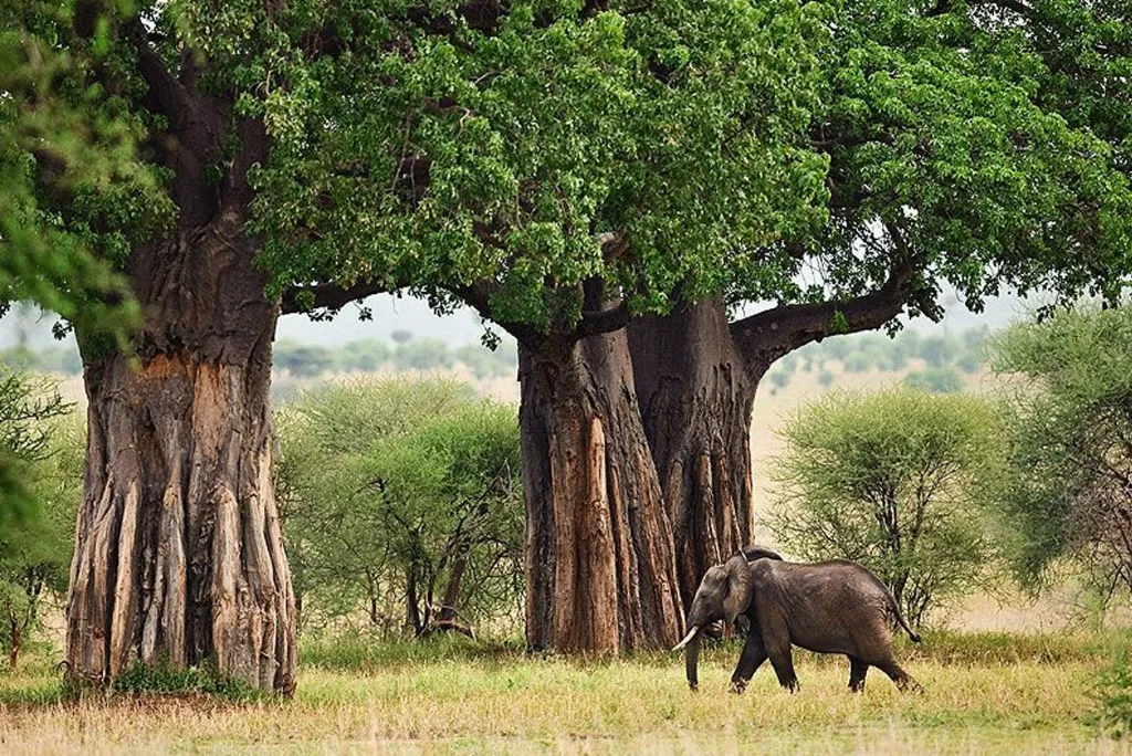 10-days-luxury-tanzania-grand-safari2.webp