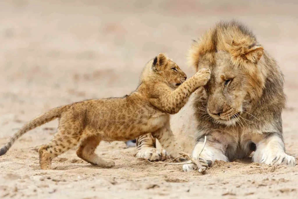 10-days-luxury-tanzania-grand-safari5.webp