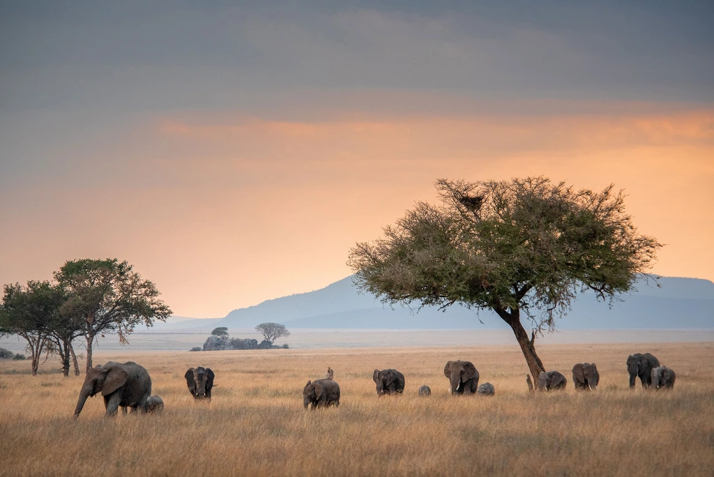 10-days-luxury-tanzania-honeymoon-zanzibar-4.webp