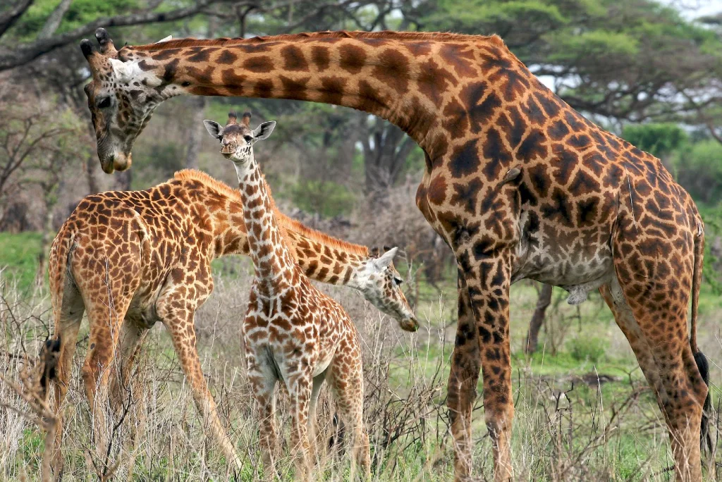 10-days-luxury-tanzania-safari-zanzibar-2.webp