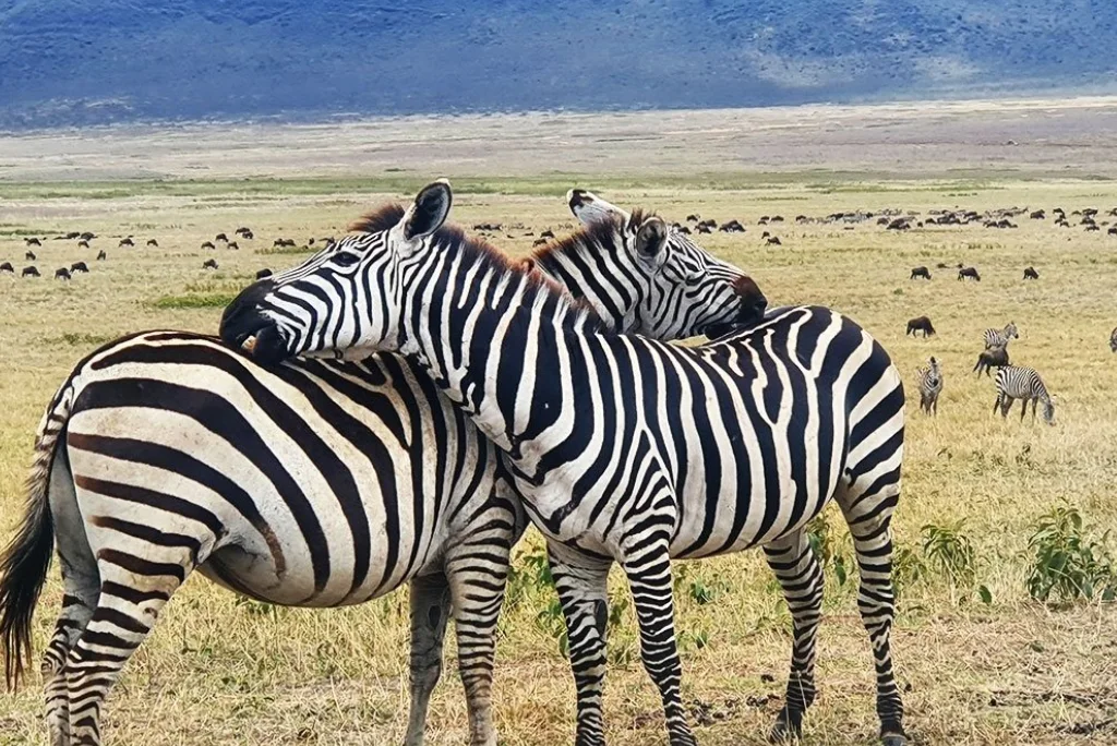 10-days-luxury-tanzania-safari-zanzibar-3.webp