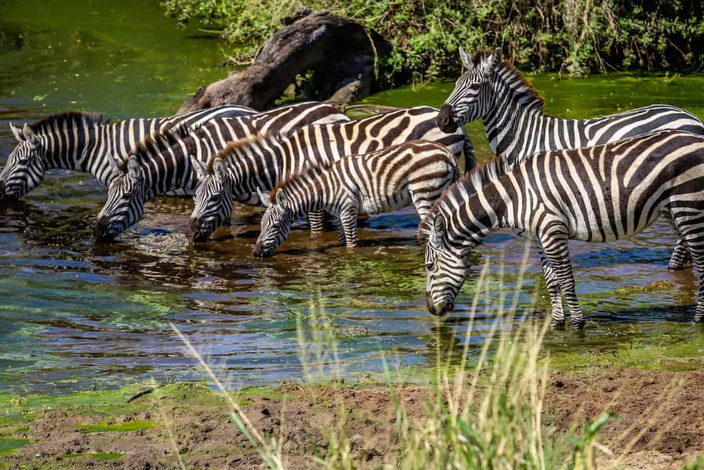 10-days-luxury-tanzania-safari-zanzibar4.webp