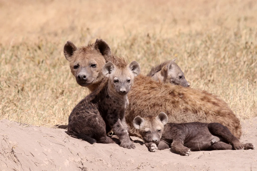 10-days-luxury-tanzania-safari-zanzibar7.webp