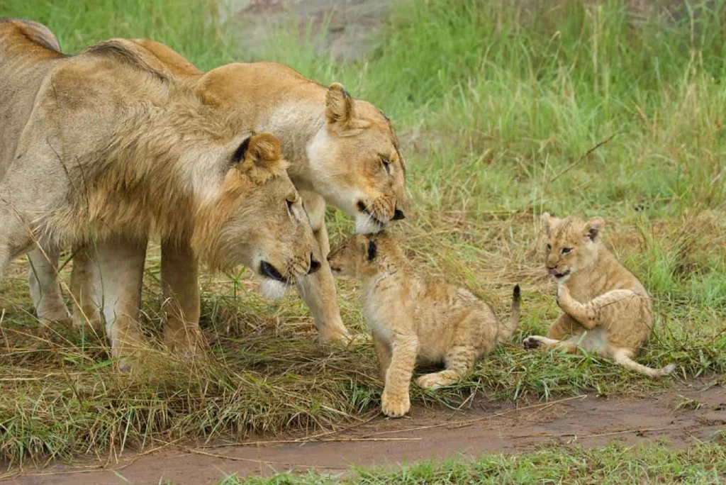 10-days-tanzania-family-safari-zanzibar-2.webp