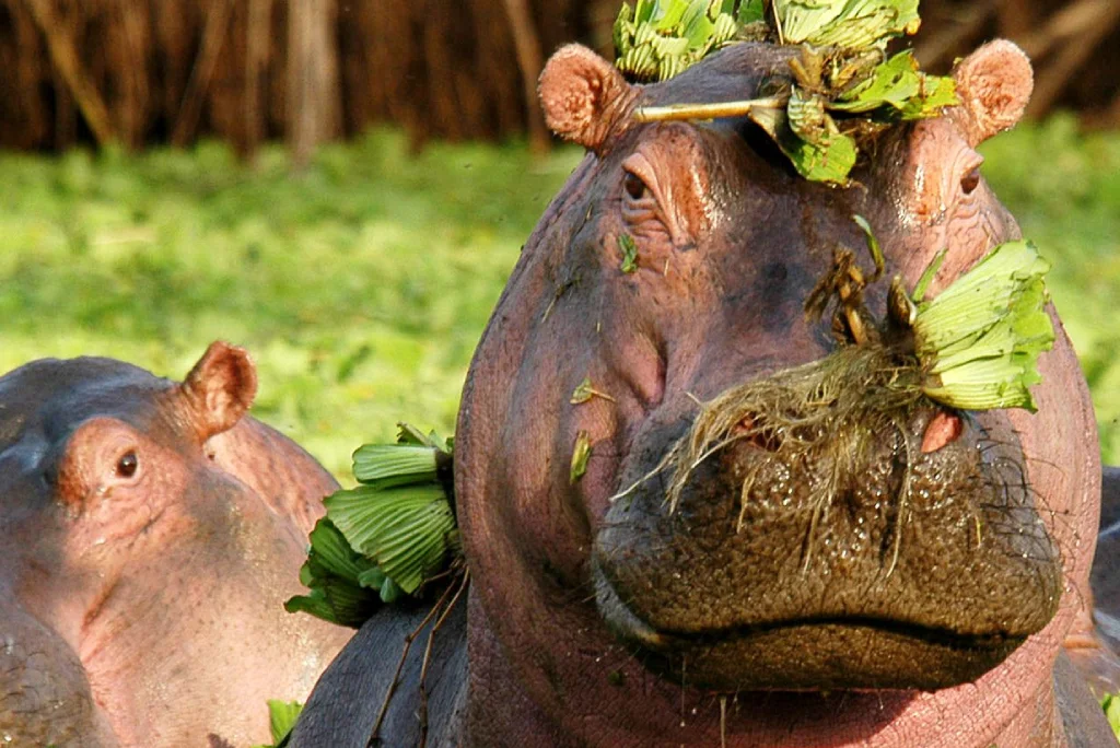 10-days-tanzania-family-safari-zanzibar-3.webp