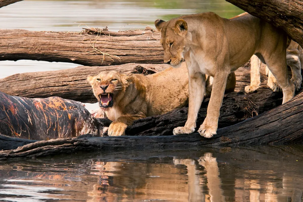 10-days-ultimate-southern-tanzania-luxury-safari-5.webp