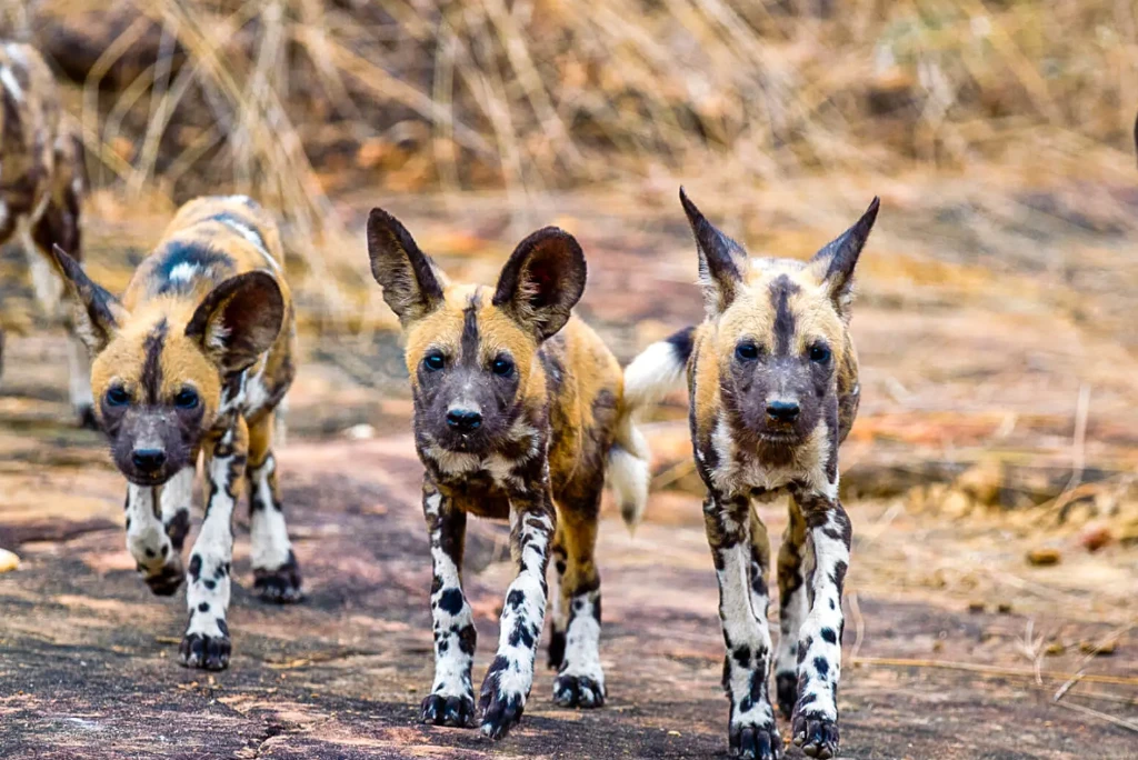 10-days-ultimate-southern-tanzania-luxury-safari11.webp