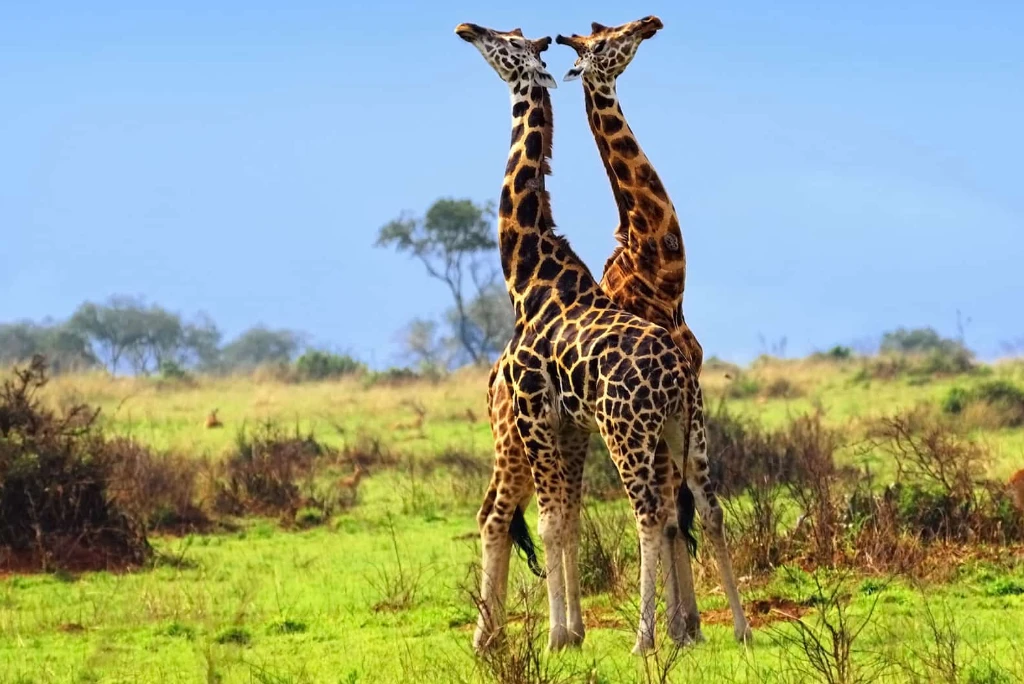 10-days-ultimate-southern-tanzania-luxury-safari3.webp