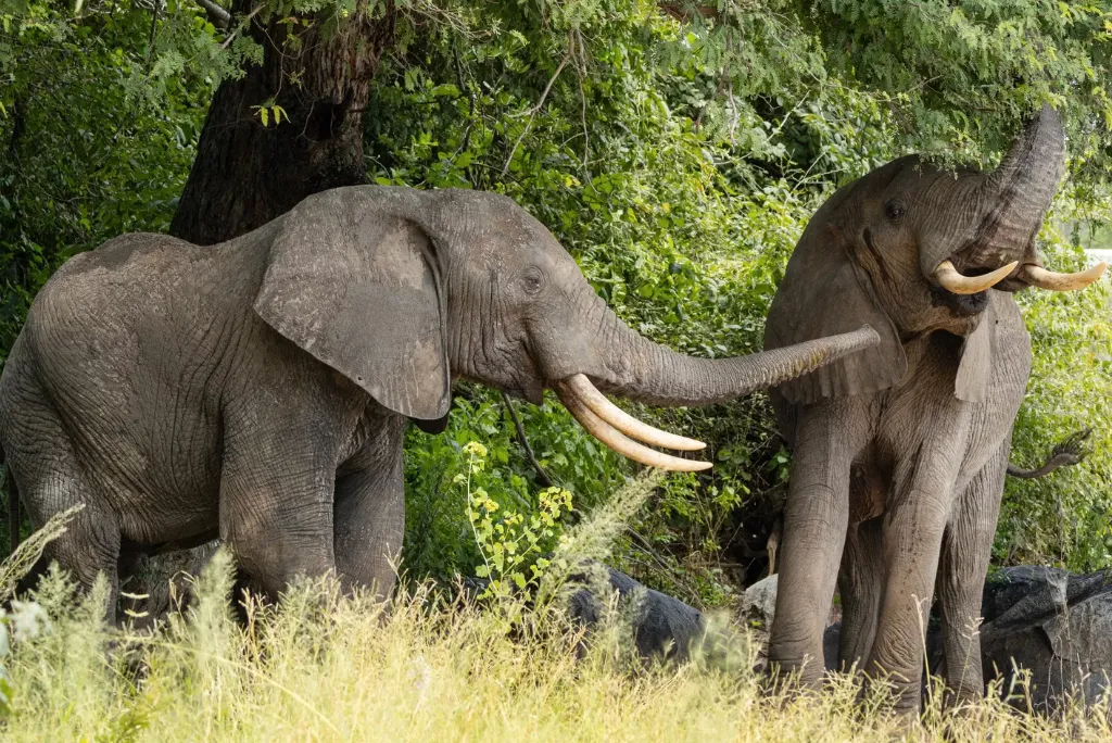 10-days-ultimate-southern-tanzania-luxury-safari7.webp