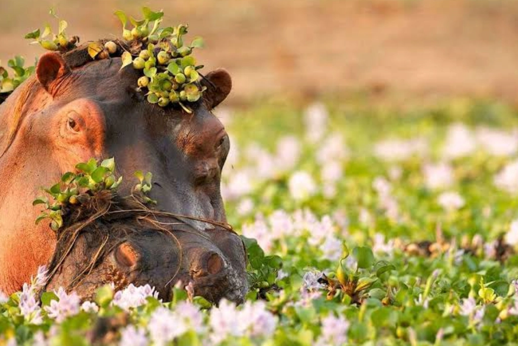 10-days-ultimate-southern-tanzania-luxury-safari9.webp
