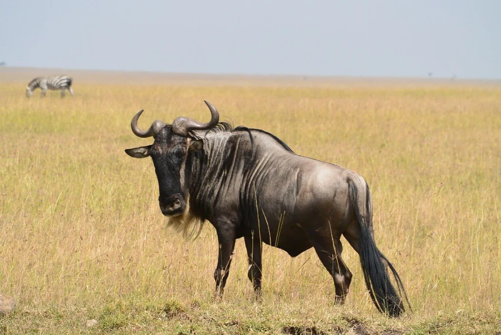 12-days-ultimate-tanzania-honeymoon-safari-4.webp