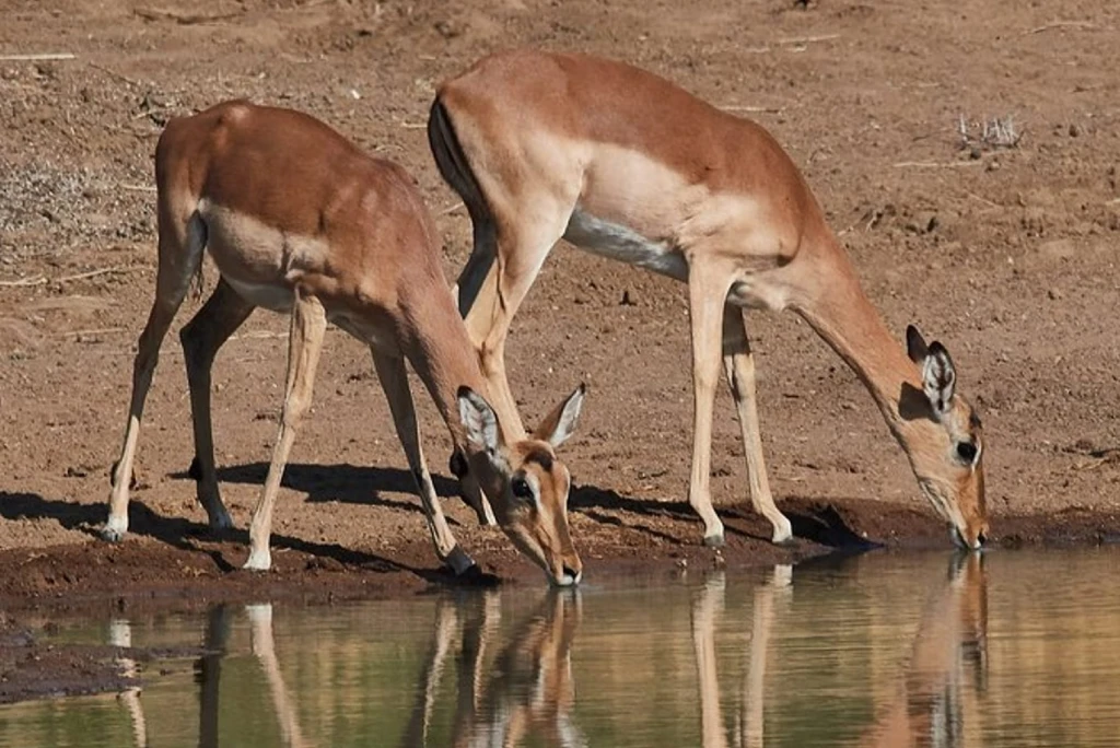 5-days-tanzania-family-safari5.webp