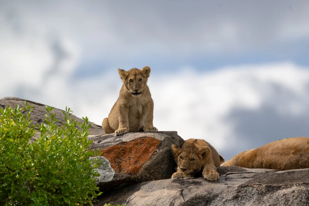 7-days-luxury-serengeti-fly-in-safari1.webp