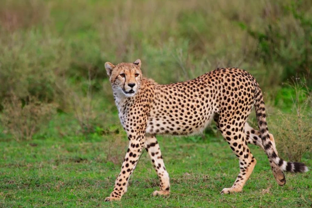 7-days-luxury-serengeti-fly-in-safari2.webp