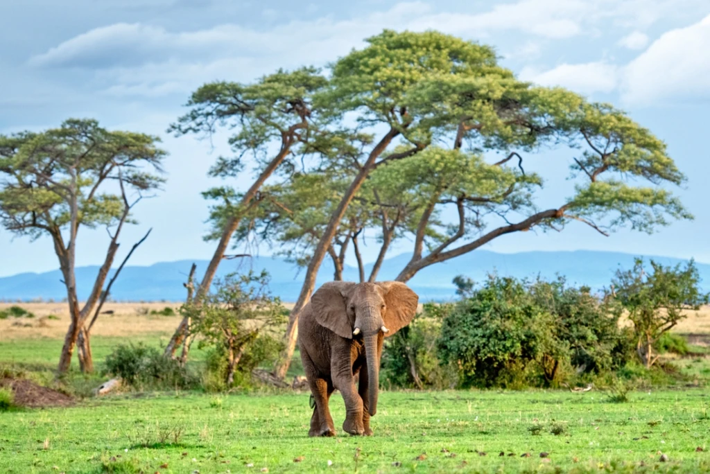 7-days-luxury-serengeti-fly-in-safari3.webp
