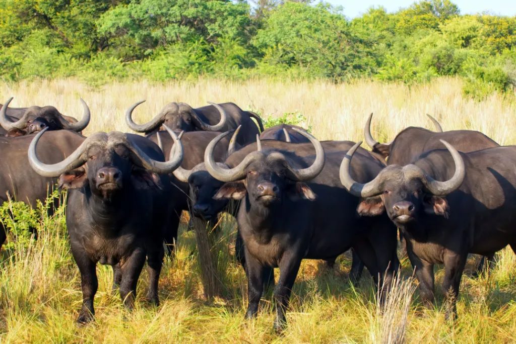 7-days-luxury-serengeti-fly-in-safari4.webp