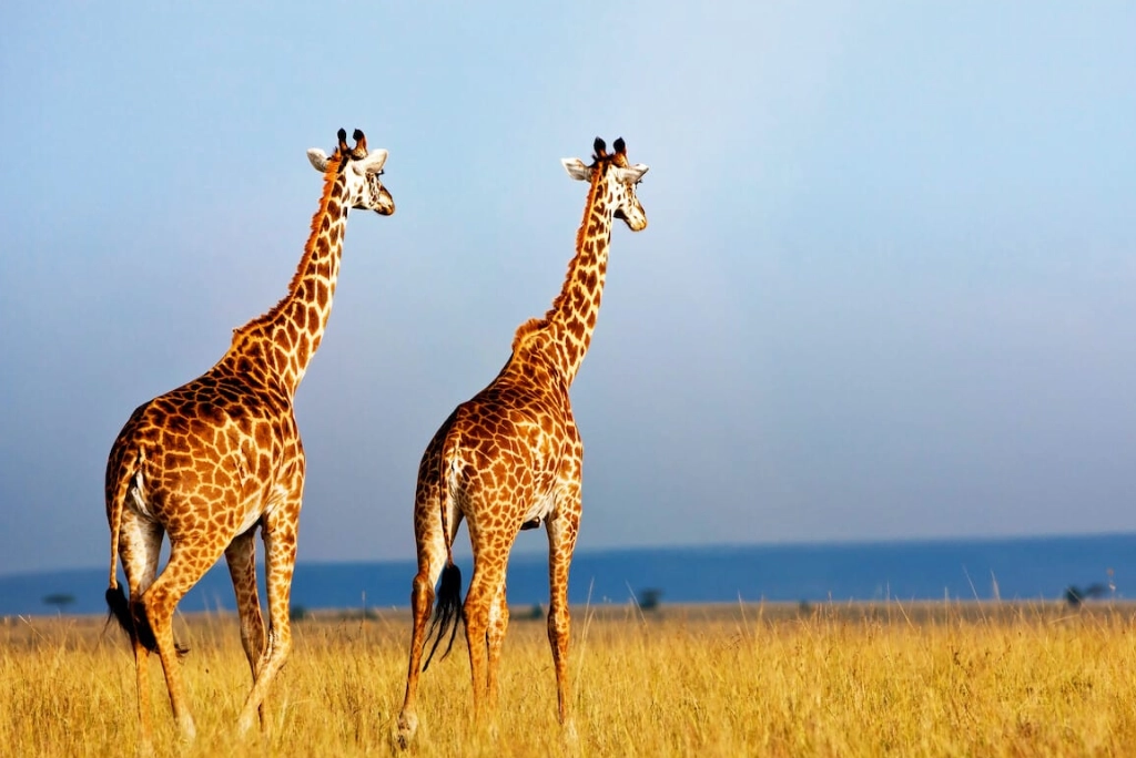 7-days-luxury-serengeti-fly-in-safari5.webp