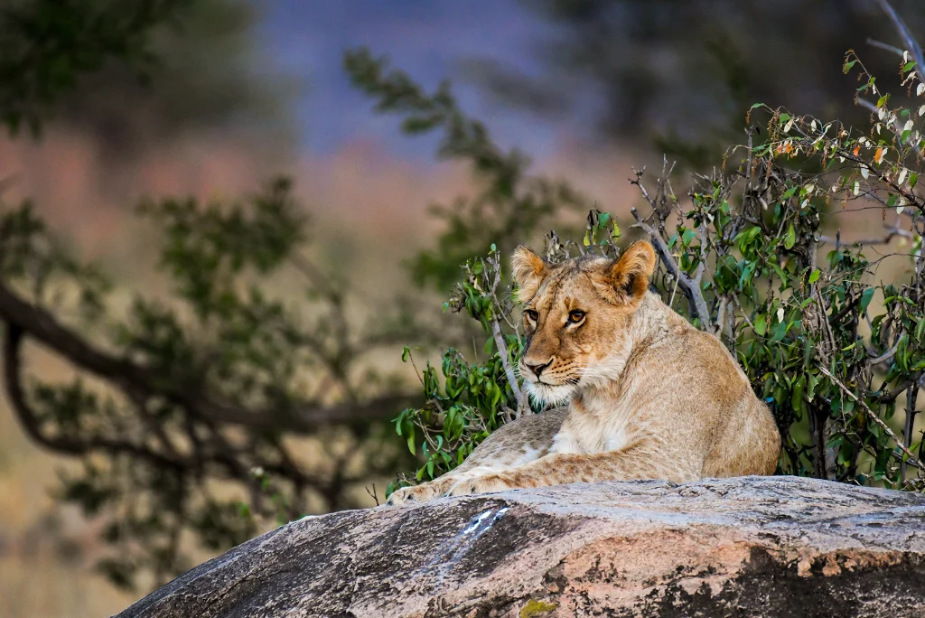 8-days-luxury-great-migration-safari-5.webp
