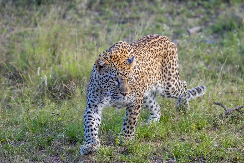 8-days-luxury-great-migration-safari-6.webp