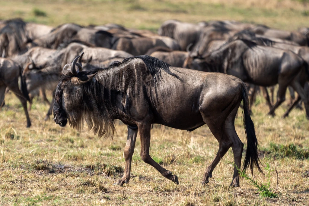 8-days-luxury-great-migration-safari2.webp