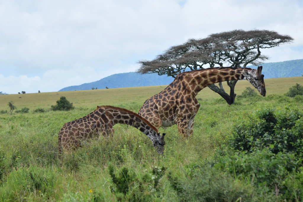 8-days-luxury-great-migration-safari5.webp