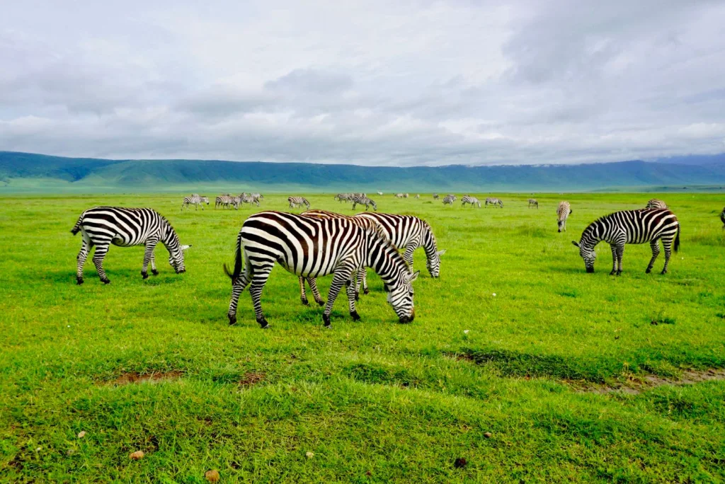 8-days-tanzania-great-migration-calving-safari-2.webp
