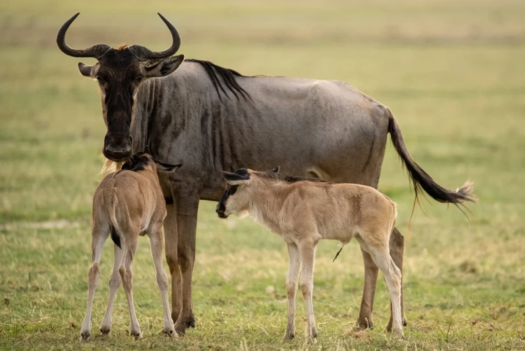 8-days-tanzania-great-migration-calving-safari-3.webp