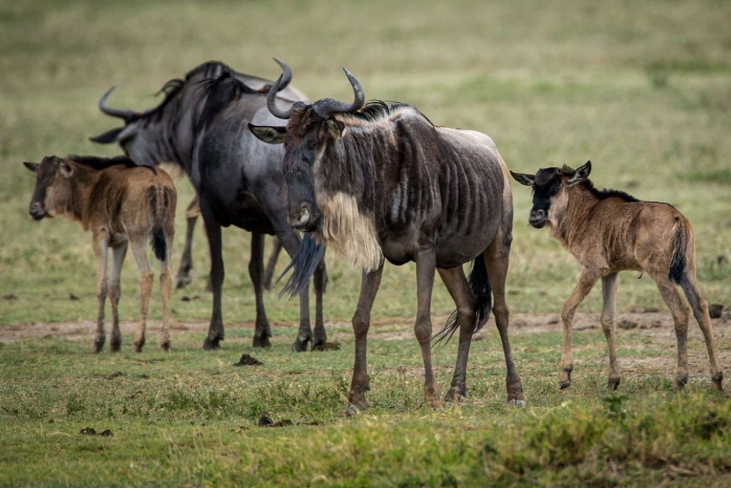 8-days-tanzania-great-migration-calving-safari-5.webp