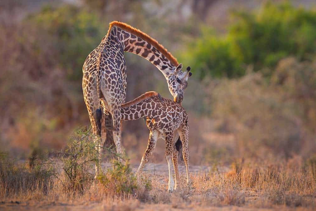 8-days-tanzania-great-migration-calving-safari-6.webp