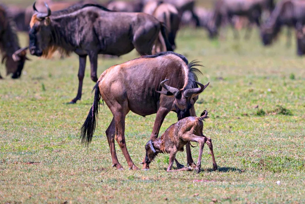8-days-tanzania-great-migration-calving-safari4.webp