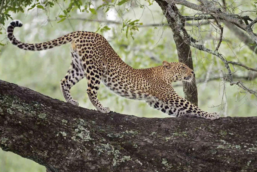 8-days-tanzania-great-migration-calving-safari7.webp