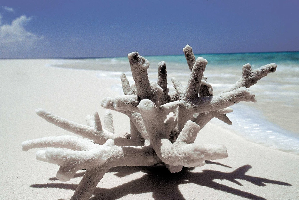 5-days-mafia-island-diving-beach-holiday3.webp