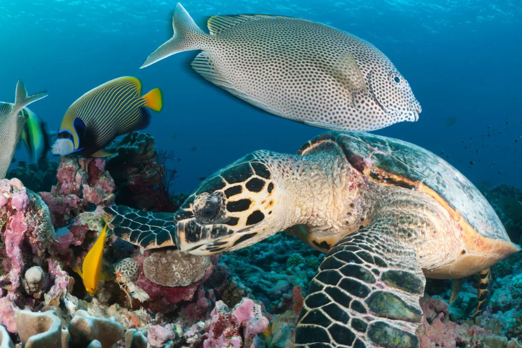 5-days-pemba-island-beach-diving-holiday-2.webp