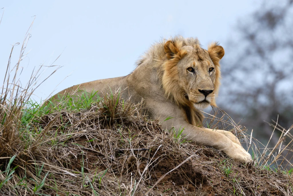 dar-es-salaam-to-mikumi-national-park-by-sgr-train-1-day-safari-2.webp