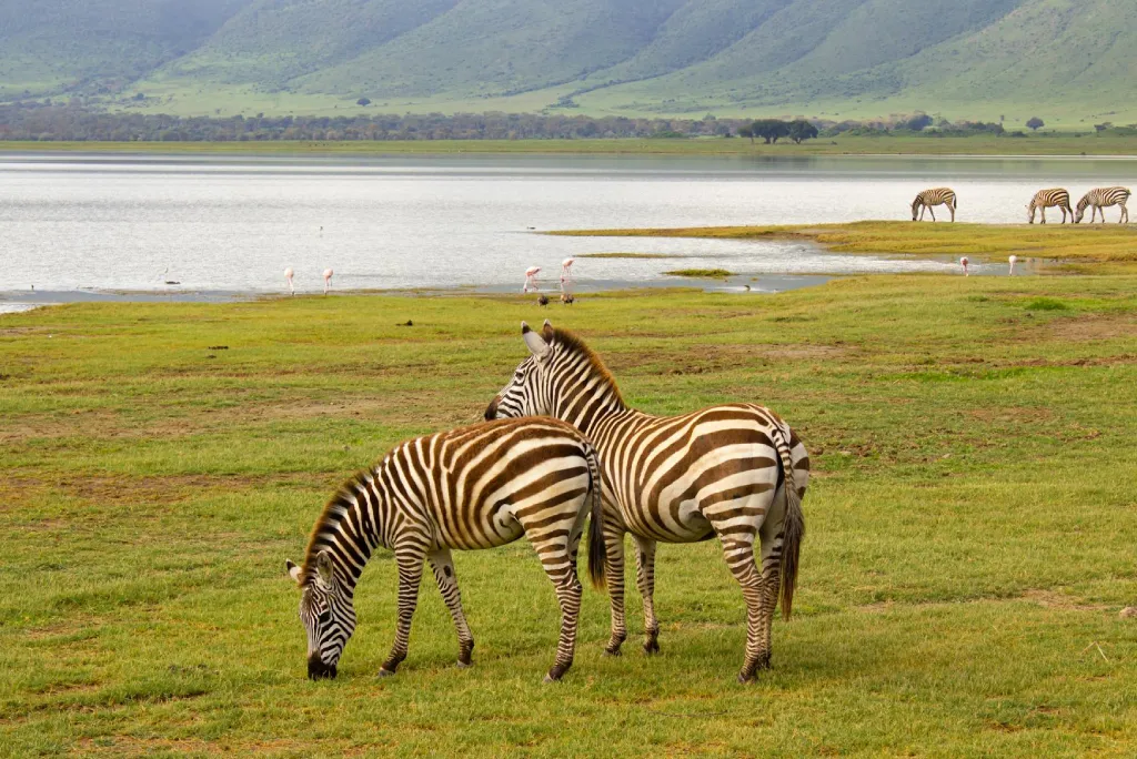 ngorongoro-crater-day-safari-from-arusha-2.webp