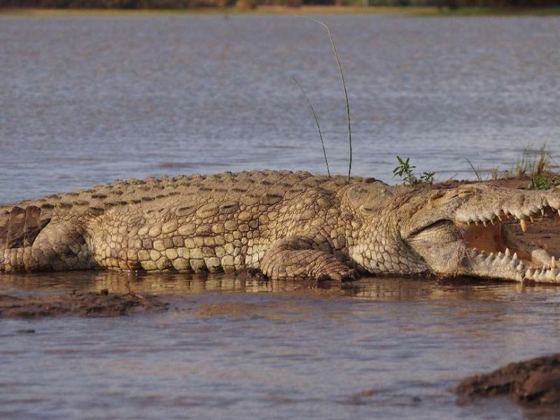 Kigosi National Park