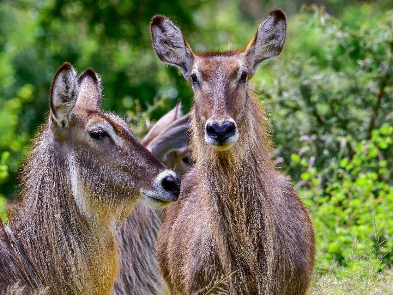 Rumanyika-Karagwe National Park