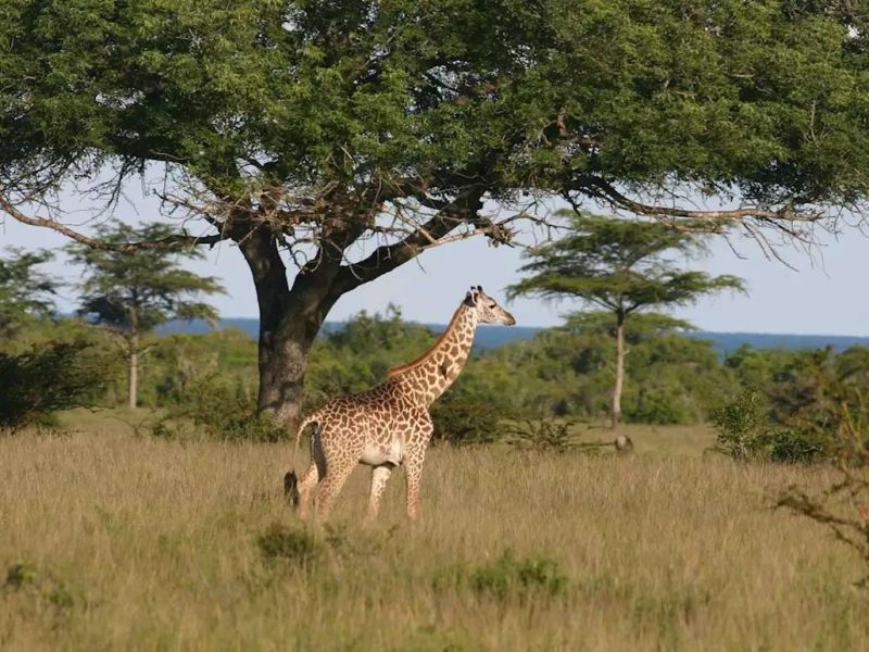 Saadani National Park