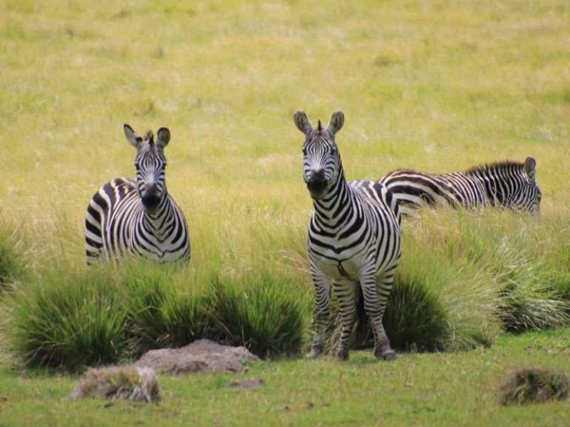 Rumanyika-Karagwe National Park