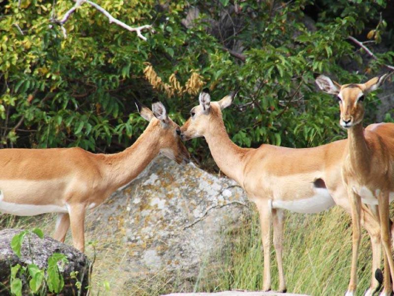 Saa Nane Island National Park