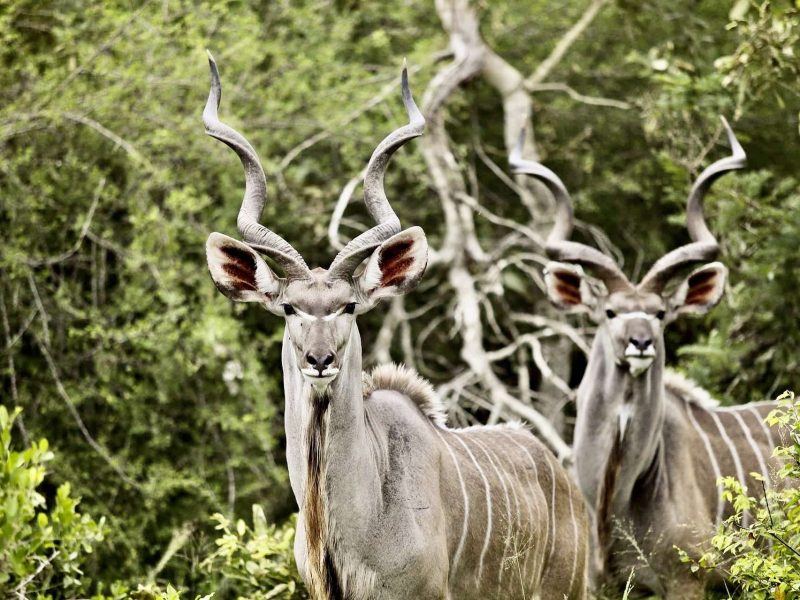 Rumanyika-Karagwe National Park