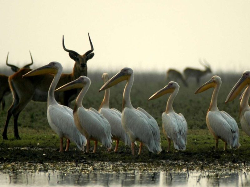 Saadani National Park