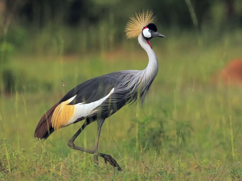 Saa Nane Island National Park