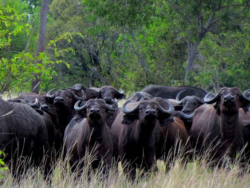 Saadani National Park