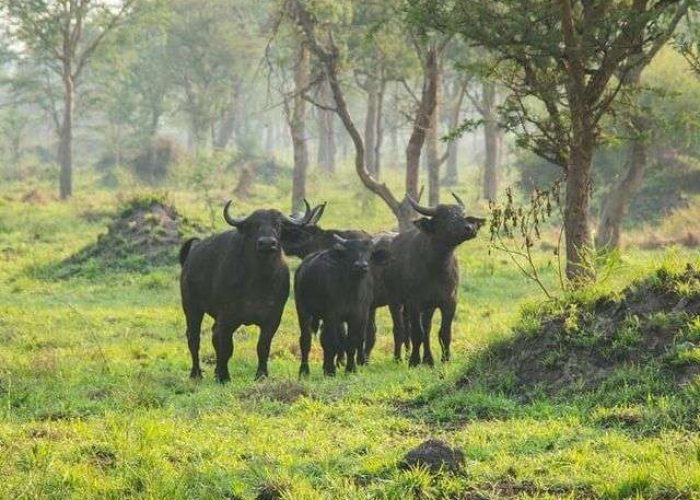 Ibanda-Kyerwa National Park