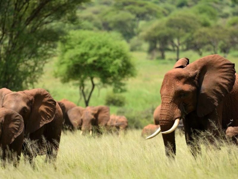 Saadani National Park